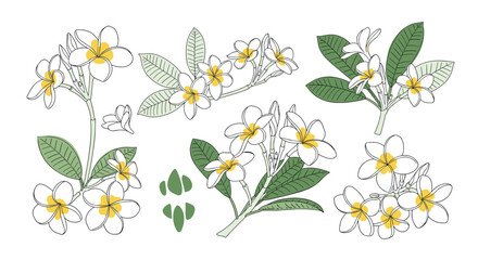 Hand-drawn collection of plumeria flowers with green leaves in a minimalist, sketchy style, featuring white petals and yellow centers.