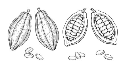 Hand-drawn illustration of whole and sliced cacao pods with scattered beans, a key ingredient for chocolate.