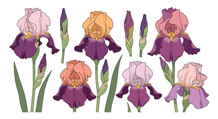 Elegant botanical illustration featuring a collection of diverse iris flowers and closed buds in soft pink, orange, and purple shades on a white background.