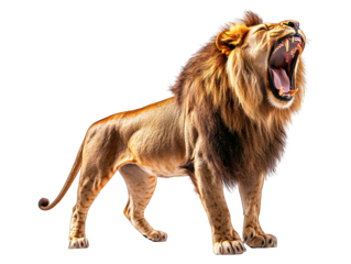 Majestic lion roars, showcasing its teeth and powerful mane against black void
