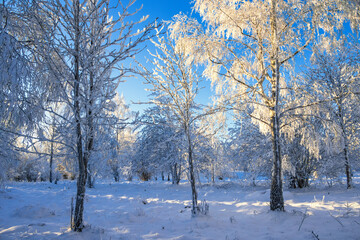 Snowy forest in a beautiful landscape a cold winter day