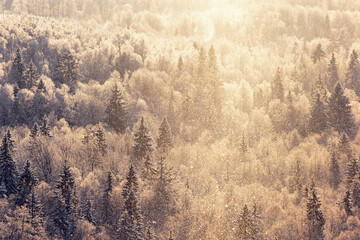 Snowfall over a forest in backlit at winter