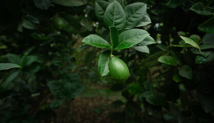 A single green lime hanging from a branch surrounded by leaves