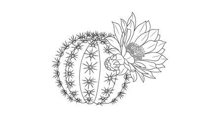 A detailed black and white line art illustration featuring a round, spiny cactus with a beautiful blooming flower and a small bud.