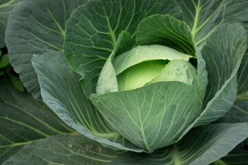 Close-up of a green cabbage with large leaves in a garden setting