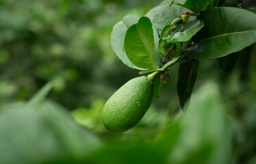 A single green lime hanging from a branch surrounded by leaves