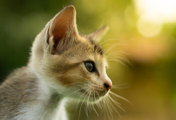 A side profile of a kitten with a focused gaze, bathed in warm sunlight against a green background