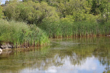 marsh, reeds along the shore reflect in placid water of pond (lake) against rich, dense, green boreal forest (landscape)