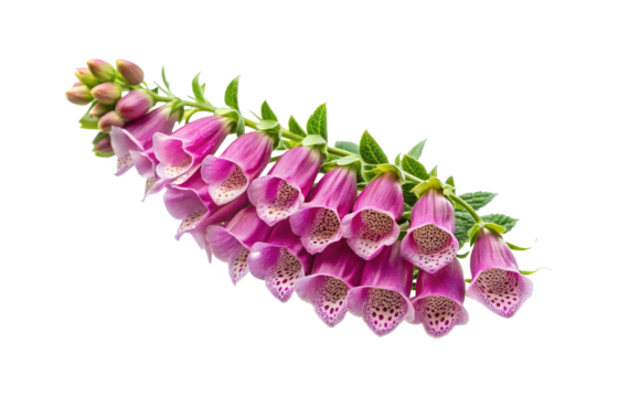Beautiful cluster of pink foxglove flowers with green leaves against white background