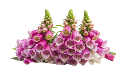 Beautiful arrangement of three Foxglove flower stalks in full bloom, isolated on white