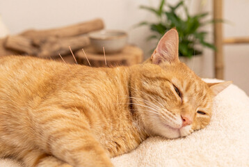 Ginger cat sleeping comfortably with acupuncture needles in back during veterinary