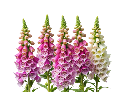 Beautiful Closeup of Colorful Foxglove Flowers Isolated on a White Background