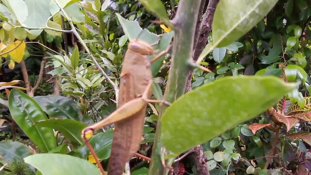 A wood locust is perched on the trunk of a lime tree and eating the leaves.