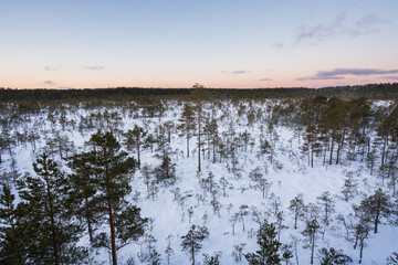 Scenic aerial view of a snow covered peat bog with scattered pine trees under a colorful peaceful winter sunset sky
