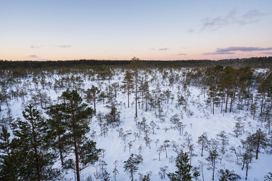 Scenic aerial view of a snow covered peat bog with scattered pine trees under a colorful peaceful winter sunset sky