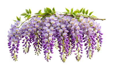 Beautiful cascade of wisteria flowers with purple hues and vibrant green leaves