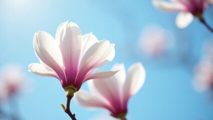 Obraz premium Delicate pink and white magnolia flower blooming on branch against clear blue sky in soft sunlight with large copyspace, concept of spring season, skincare brands, wedding design