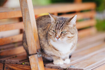 A tabby cat with green eyes sits calmly on a wooden bench outdoors with a blurred green background