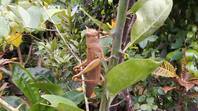 A wood locust is perched on the trunk of a lime tree and eating the leaves.