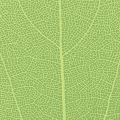 Leaf vein texture abstract background with close up plant leaf cells ornament texture pattern. Orange organic macro linear pattern of nature leaf foliage vector illustration.