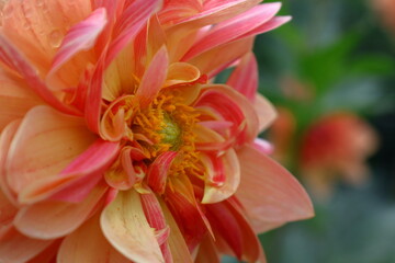 色鮮やかな大輪