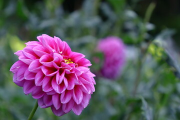 Obraz premium 色鮮やかな大輪