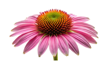 Striking close up of a vibrant pink Echinacea flower against white backdrop