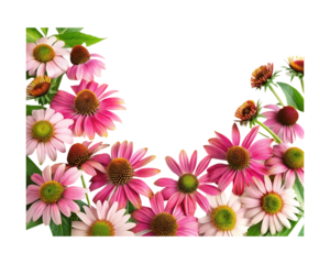 Beautiful Coneflowers in Full Bloom creating a Delicate Border for Your Designs