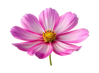 Obraz premium Beautiful close up shot of a pink and white cosmos flower blossom