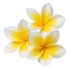 Naklejka premium Three vibrant white and yellow plumeria flowers, tropical elegance, summer design element.