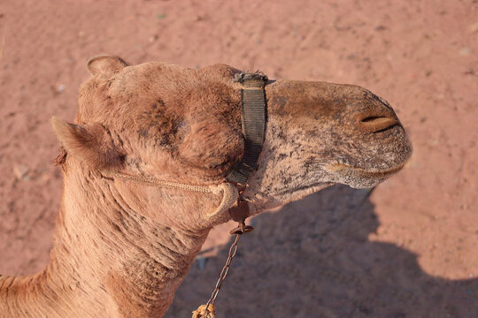Close-up of a camel's head with detailed textures against a sandy background
