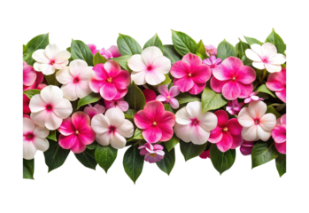 Beautiful arrangement of impatiens flowers in shades of pink and white color