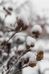 Dry seed pods on thin branches covered with fresh snow in a winter garden. Concept of nature detail, seasonal texture, educational materials and botanical illustration.