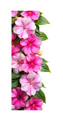 Obraz premium A beautiful vertical border of pink Impatiens flowers and lush green leaves