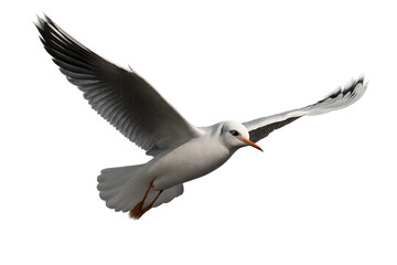 Fototapeta premium Seagull's Aerial Dance: A graceful seagull soars effortlessly through the air with outstretched wings, capturing the essence of freedom and the serenity of coastal flight.