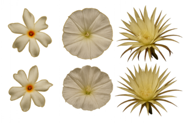 Botanical Beauty: Six assorted, pristine white flowers display their delicate details, showcasing diverse petals and intricate structures, offering a glimpse into the beauty of the botanical world.