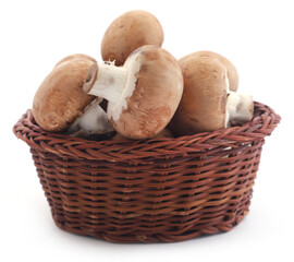 Brown button mushroom
