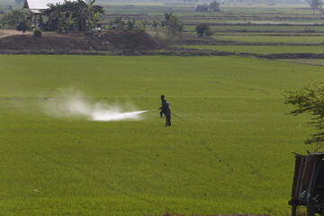 Thai farmers spray pesticide over there rice field in Nakhon Sawan province, north of Bangkok.