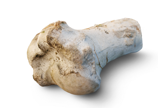 Bone isolated on transparent background