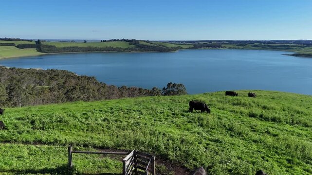 Aerial view of Lake Bullen Merri near Camperdown, Victoria, with grazing cattle on green farmland overlooking the volcanic crater lake. Concept of rural landscapes, agriculture, livestock in Australia