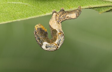 Moonseed Caterpillar Plusiodonta compressipalpis eating vine leaves nature Springtime pest control.