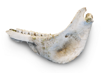 Horse lower jaw bone isolated on transparent background