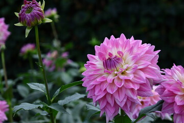 色鮮やかな大輪