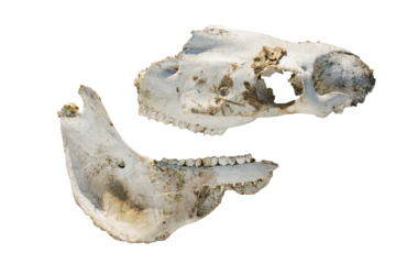 Horse skull isolated on transparent background