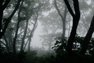Obraz premium Fog in the forest. Cold foggy morning in the woods