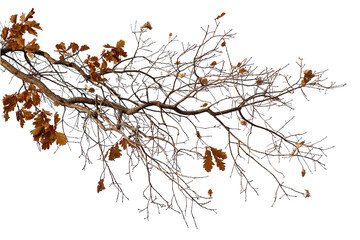 Photo of a natural oak branch with leaves on a transparent background