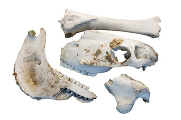 Domestic horse bones isolated on transparent background