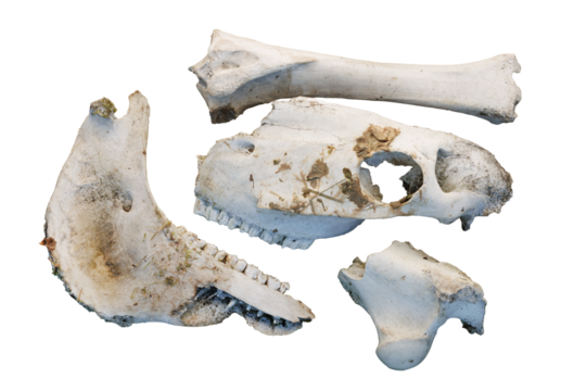 Domestic horse bones isolated on transparent background