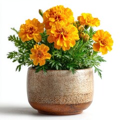 Obraz premium Vibrant Orange Marigolds in Rustic Ceramic Pot on White Background