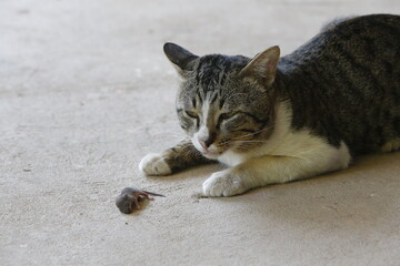 A cat plays with a rat in Nakhon Sawan province, north of Bangkok.